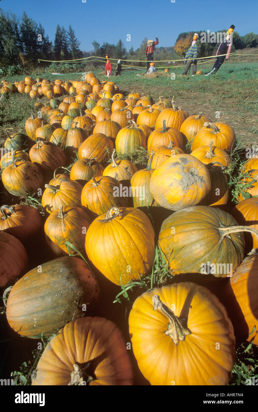 Pumpkins and scarecrows in VT Stock Photo