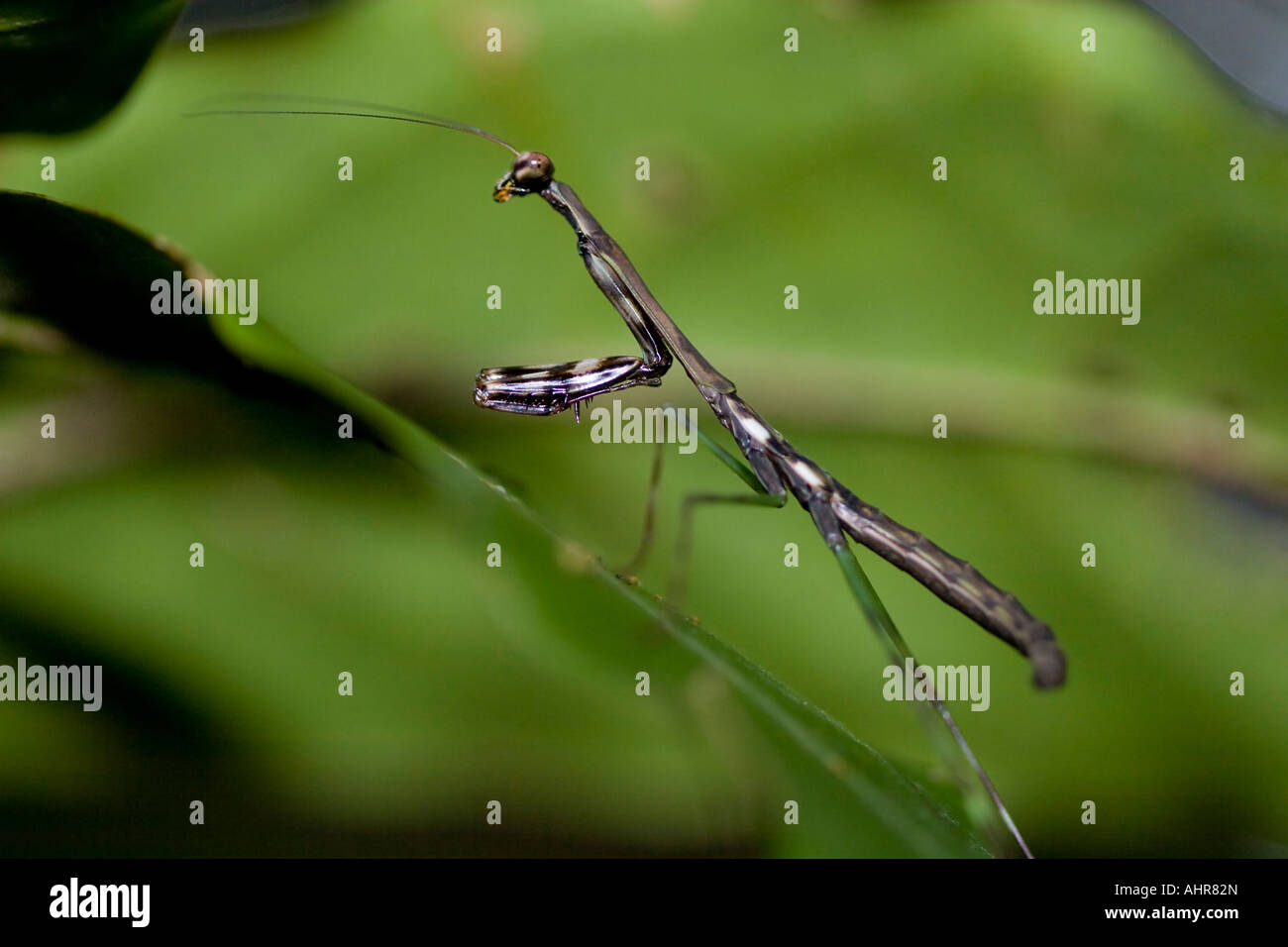 Side view of a praying mantis in the cloud forests of Monteverde Costa Rica. Stock Photo