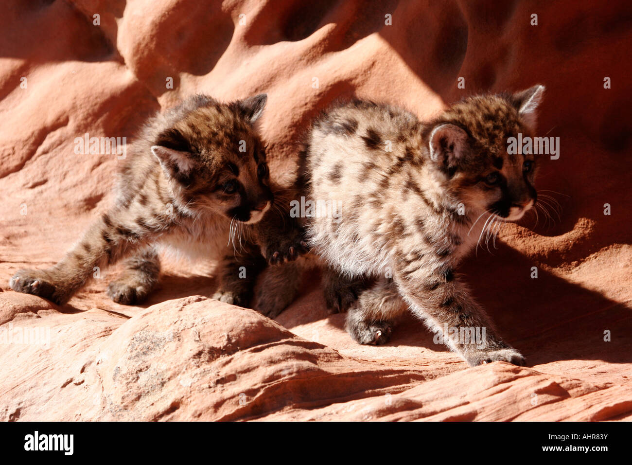 baby mountain lions cougars in red rock desert setting western USA Felis concolor Stock Photo