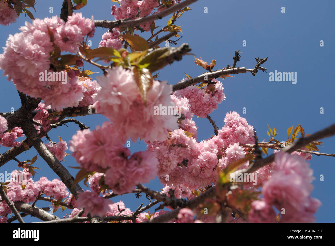 Cherry blossom against a blue sky Stock Photo - Alamy