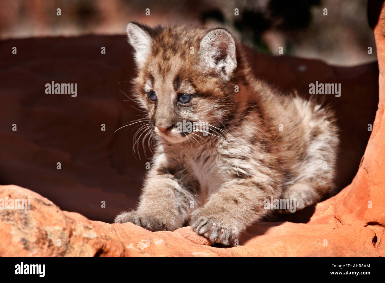 Baby Mountain Lion Cougar In Red Rock Desert Setting Western Usa Stock Photo Alamy