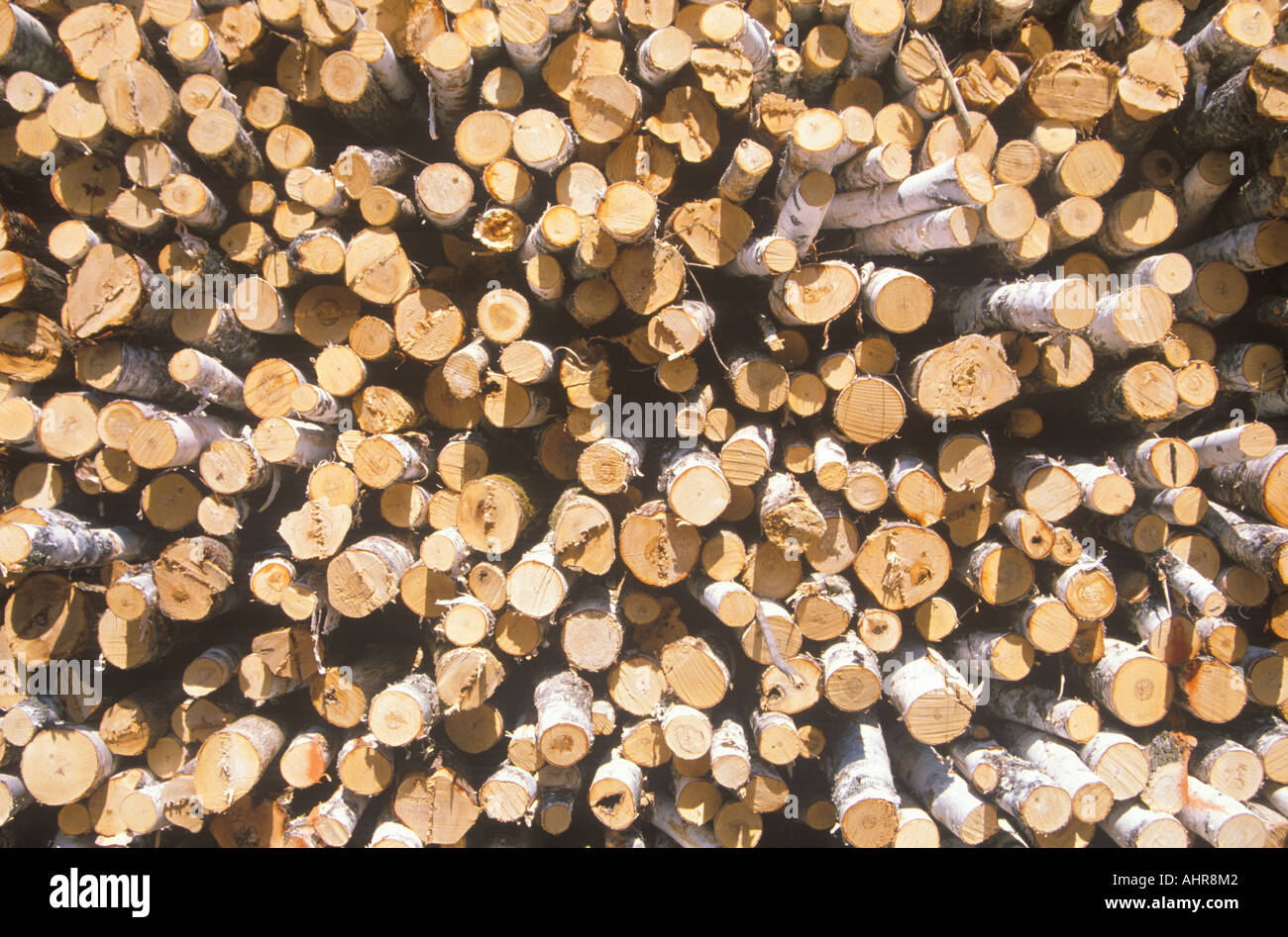 Recently cut logs awaiting processing at a Wisconsin mill Stock Photo