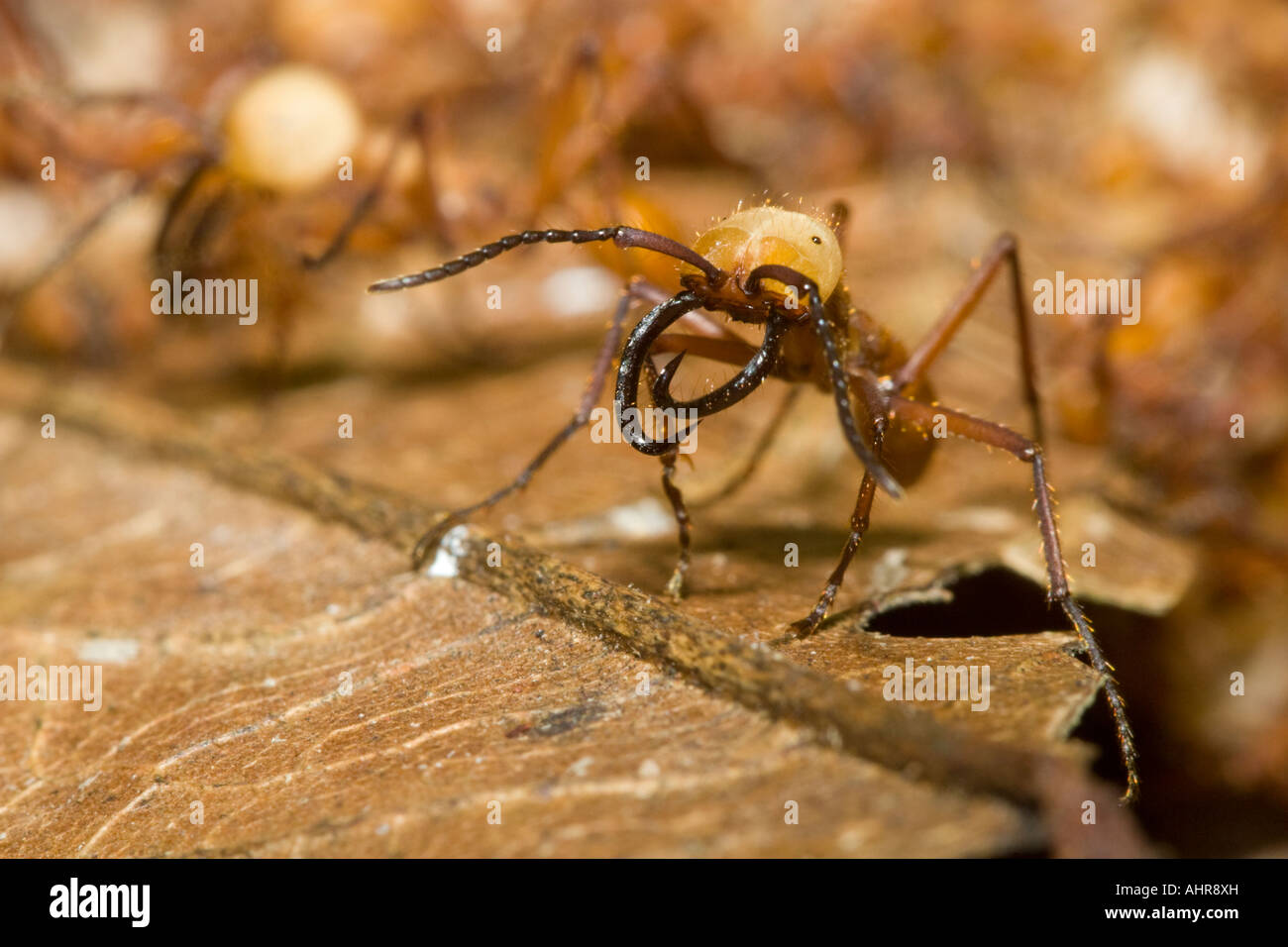 Army ant soldier on guard in the lowland tropical rainforests of Costa Rica. Stock Photo