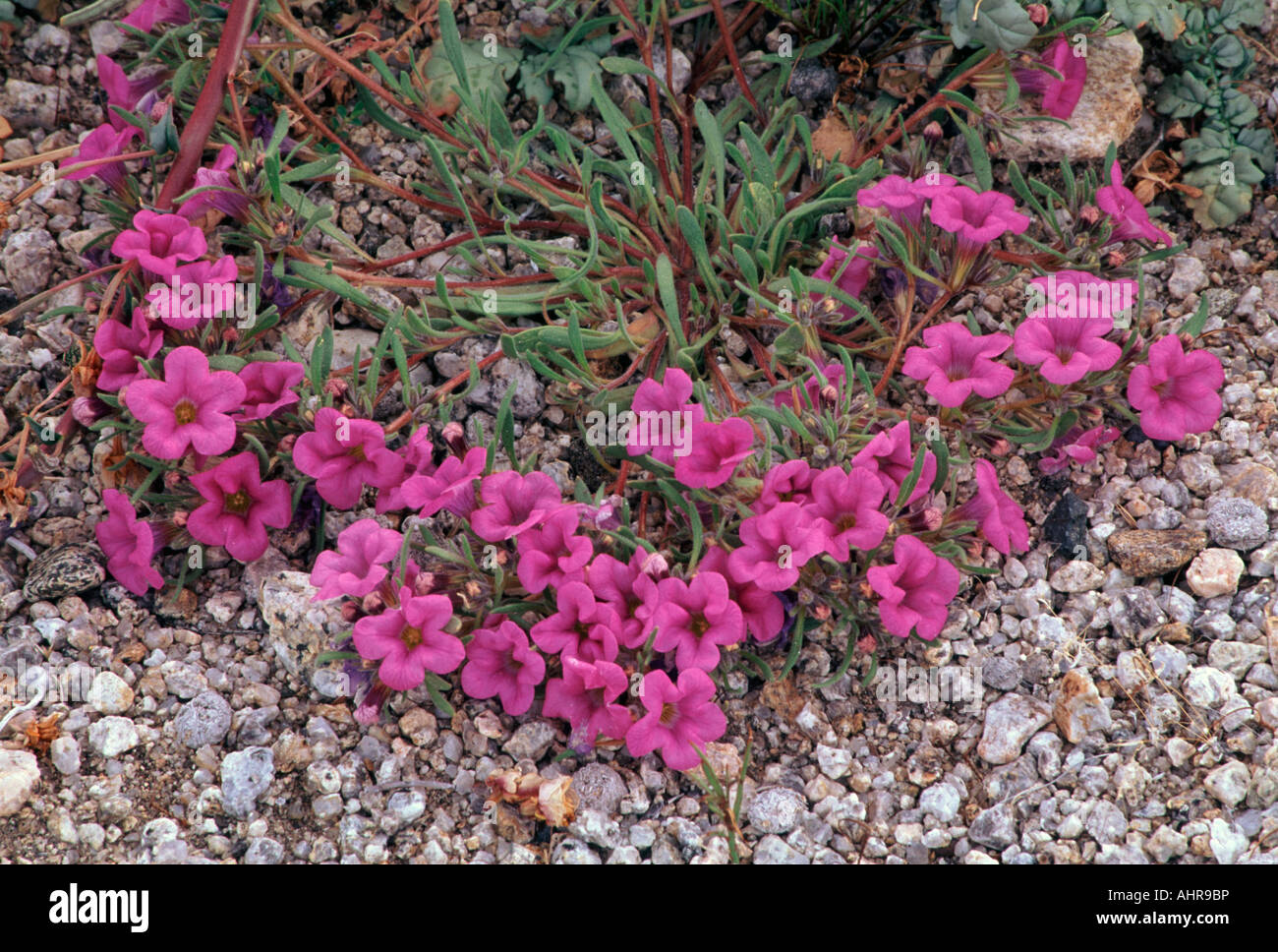 purple mat flower (Nama demissum), Joshua Tree National Park, California, United States Stock Photo