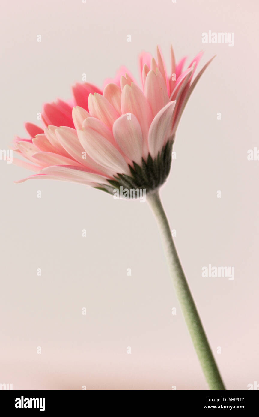 Pink Gerbera single flower Stock Photo