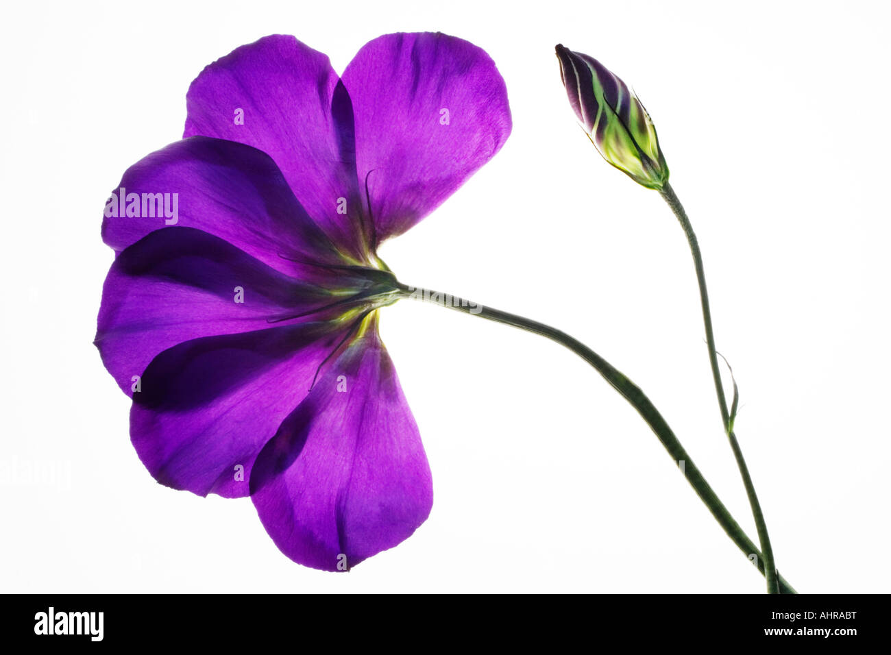 purple lisianthus with bud Stock Photo