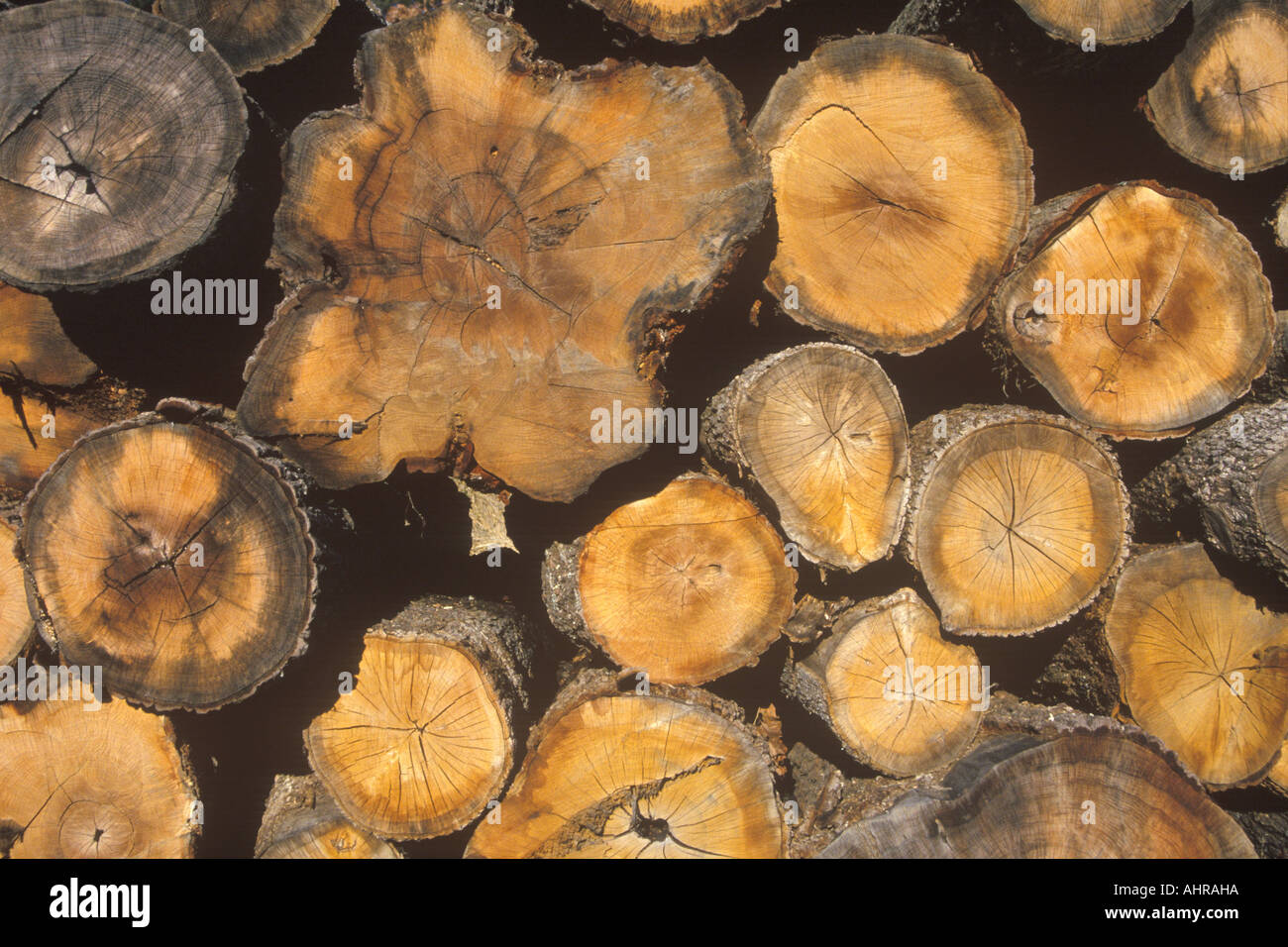 A stack of cut logs Stock Photo - Alamy