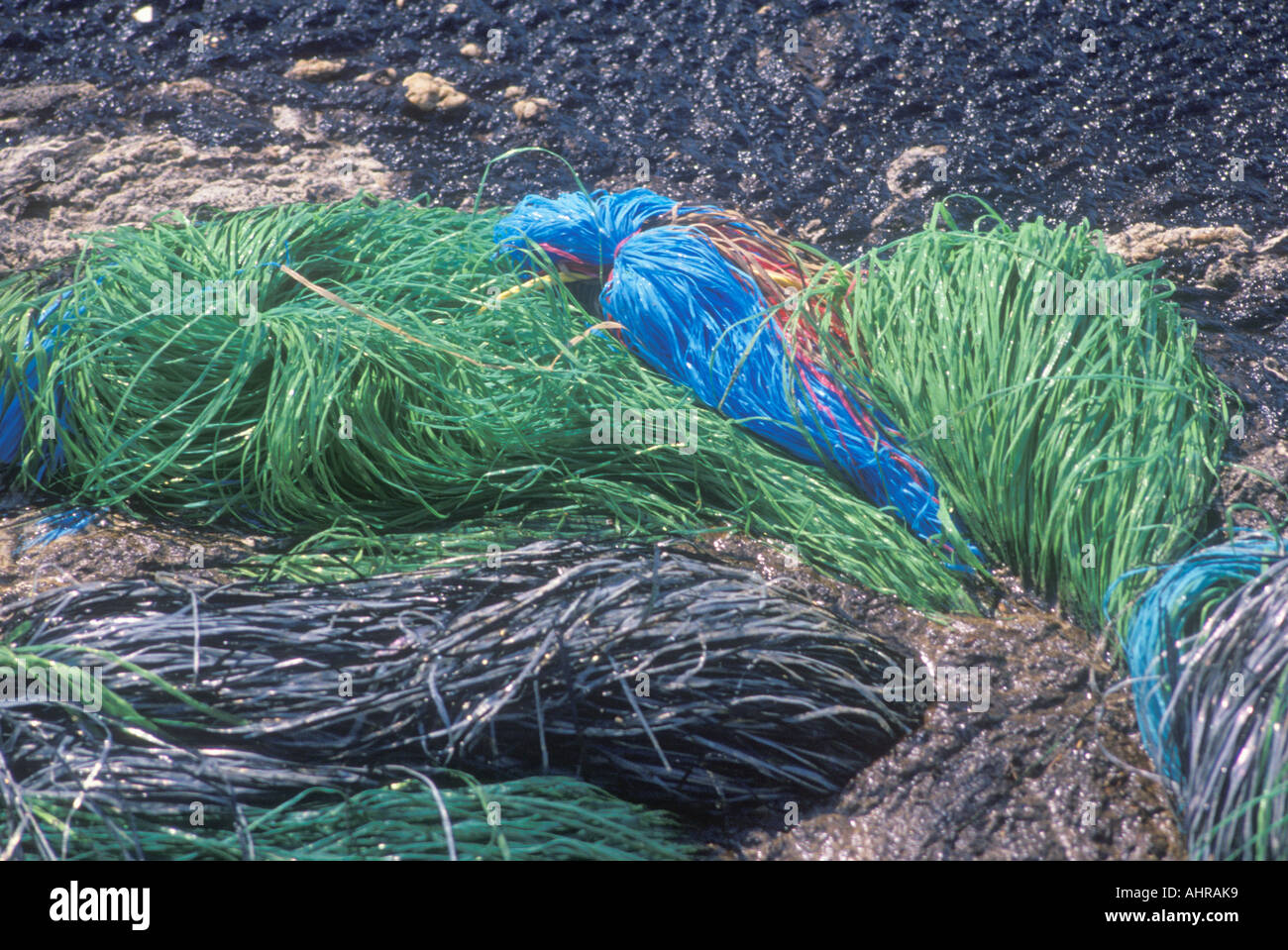 Swabs of absorbent material sitting in a pool of spilled oil to help remove it from Huntington Beach California Stock Photo