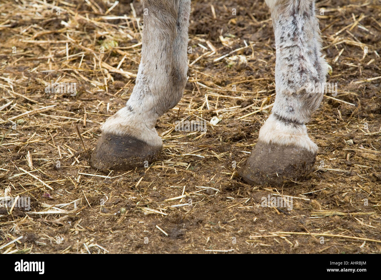 Donkey hooves in straw and dirt Stock Photo