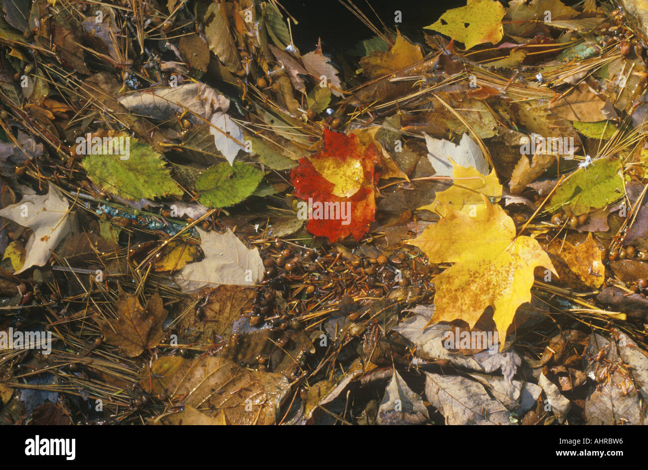 England leaves hi-res stock photography and images - Alamy