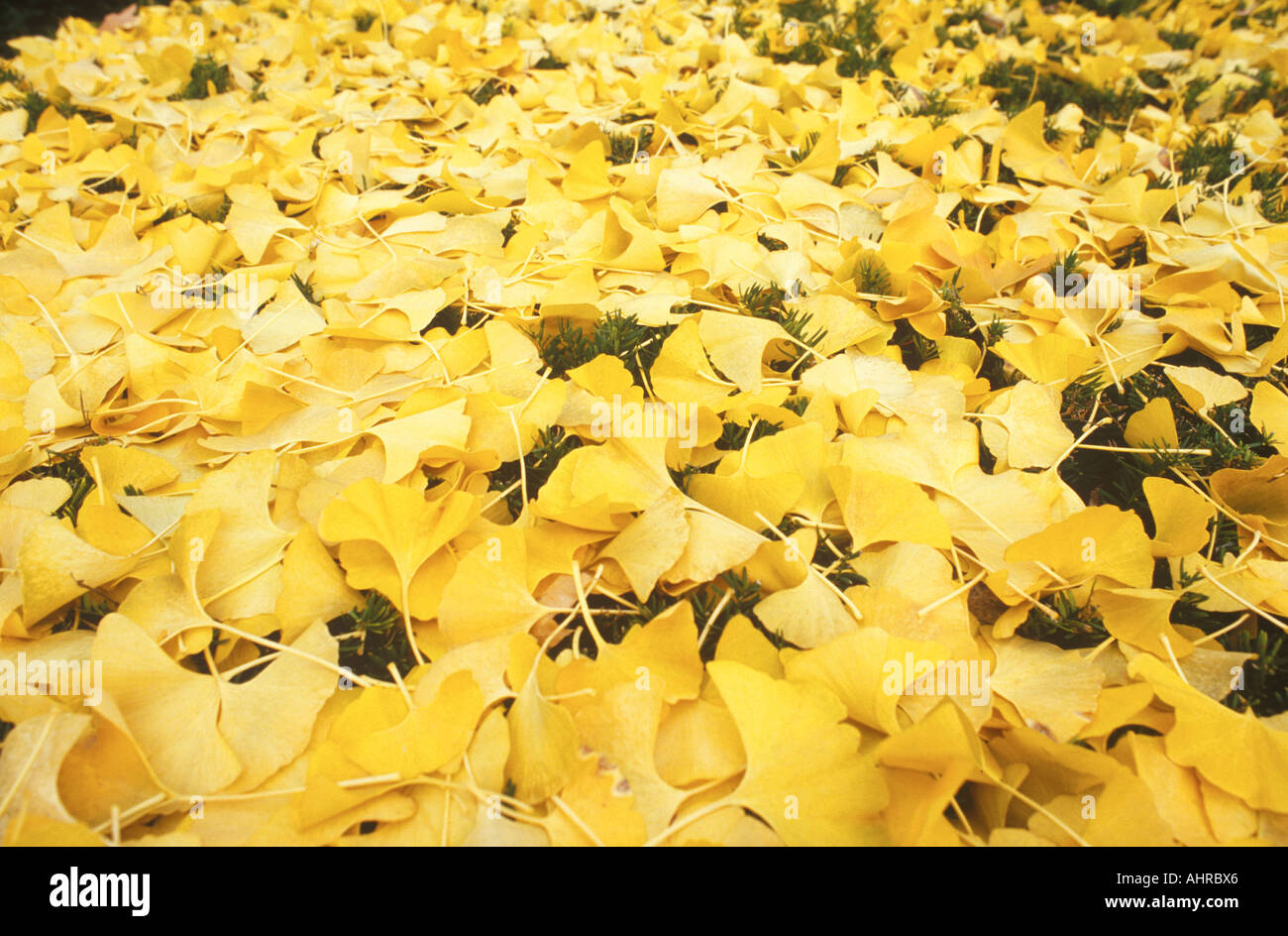 Autumn Leaves Delaware Stock Photo