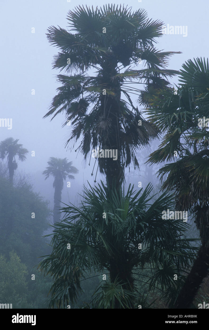 Trachycarpus fortunei palm in mist Stock Photo Alamy