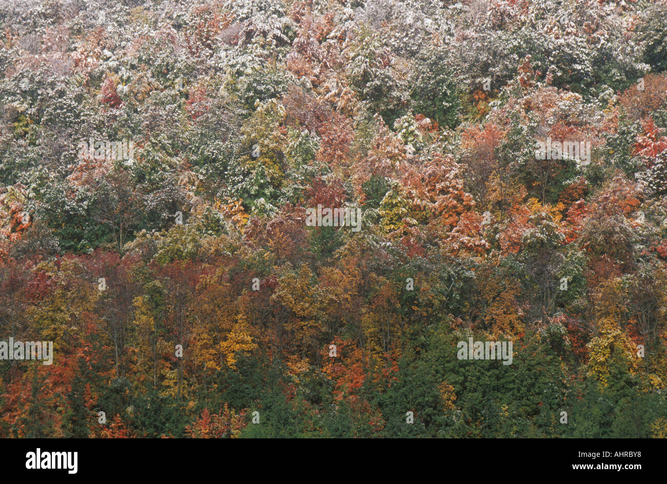 Snow on Autumn Trees Allegheny Mountains Stock Photo