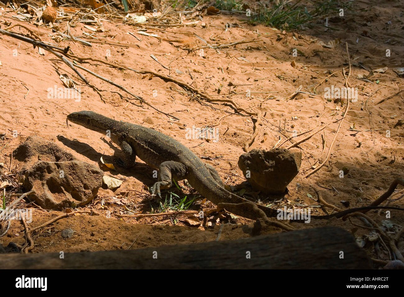 Nile monitor lizards hires stock photography and images Alamy