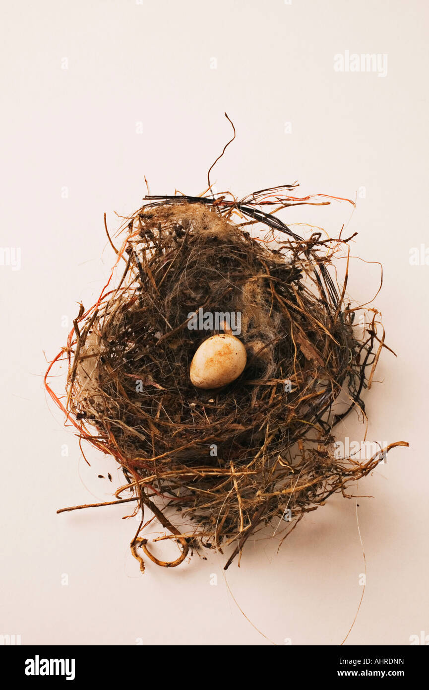 Hummingbird egg in nest Stock Photo Alamy