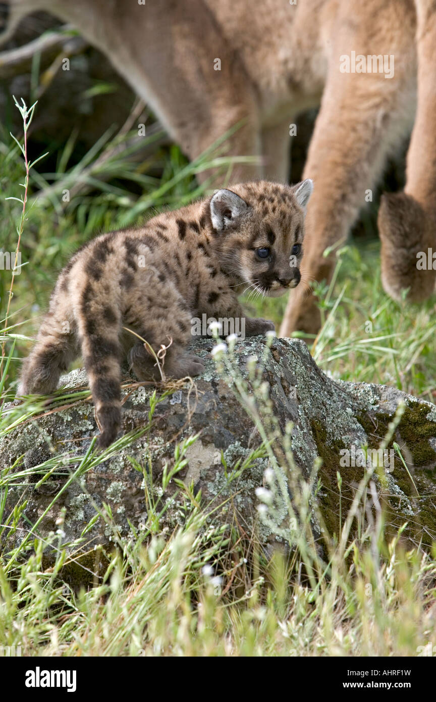 a baby mountain lion with her mother Stock Photo