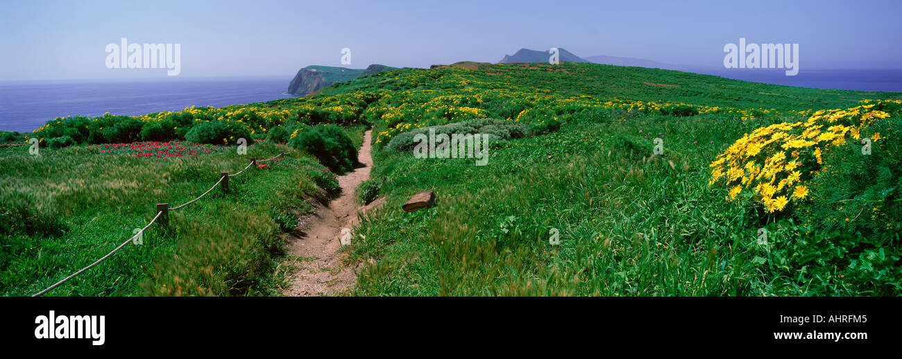 Wildflowers view hi-res stock photography and images - Alamy