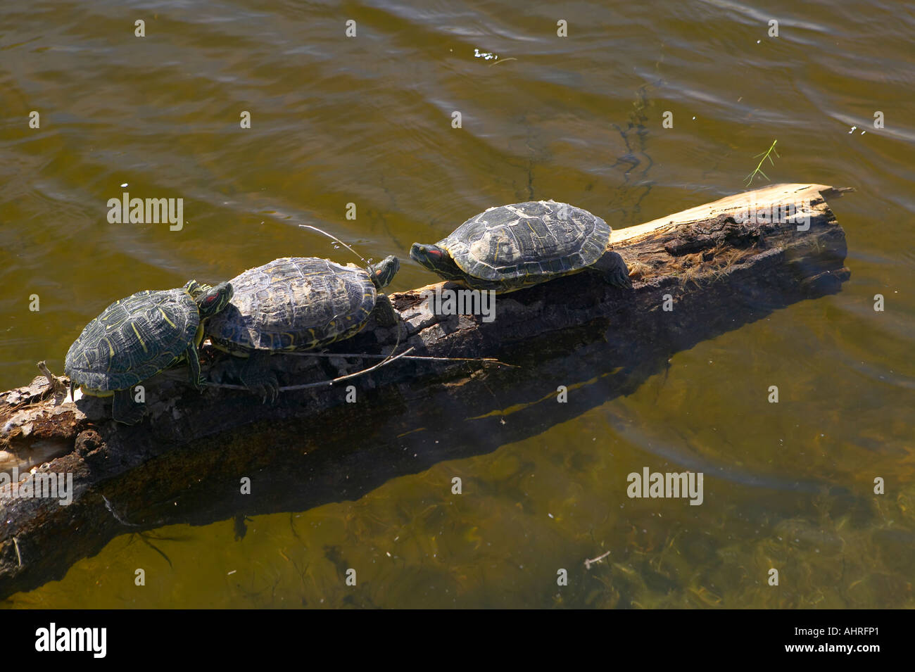 Three turtles sitting on a log in Agua Canyon in Tucson AZ Stock Photo