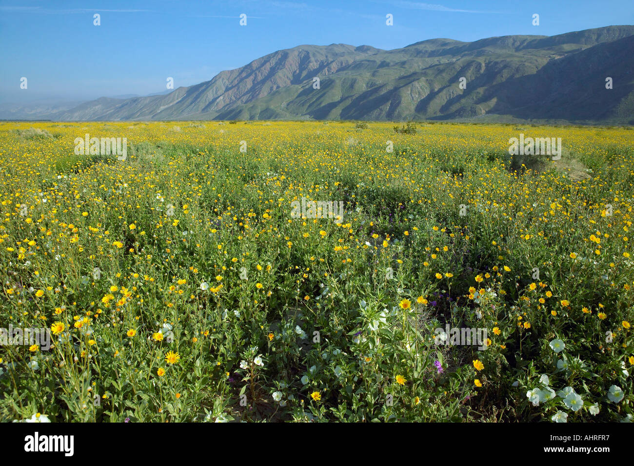 Spring desert lilies and desert gold in field off of Henderson Road in Anza Borrego Desert State Park near Anza Borrego Springs Stock Photo