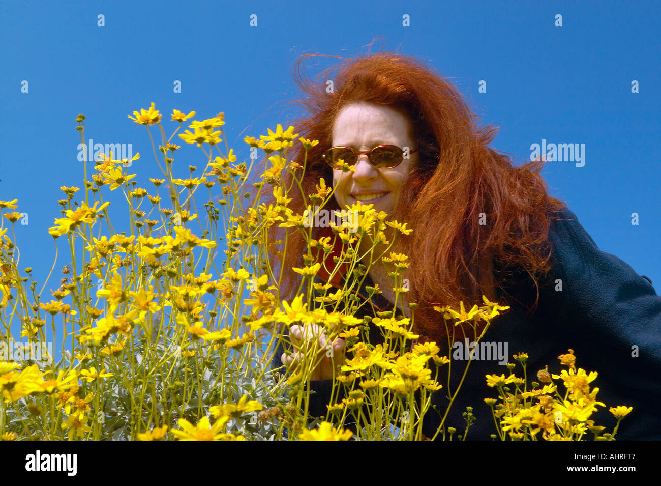 Woman with red hair May Palmer smelling yellow flowers growing in Coyote Canyon in spring Anza Borrego Desert State Park near Stock Photo