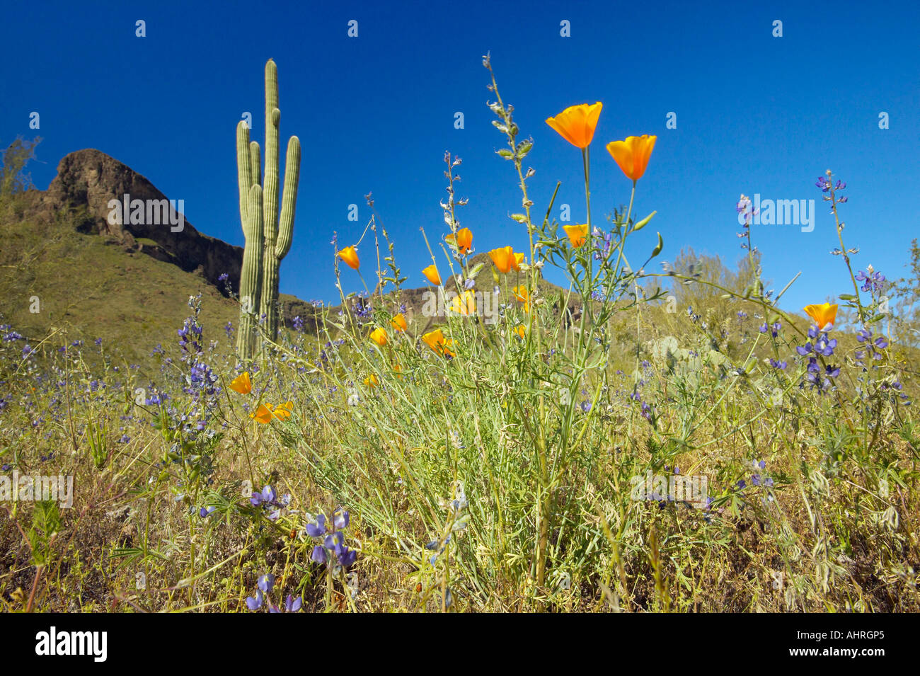 Poppy flower in blue sky saguaro cactus and desert flowers in spring at Picacho Peak State Park