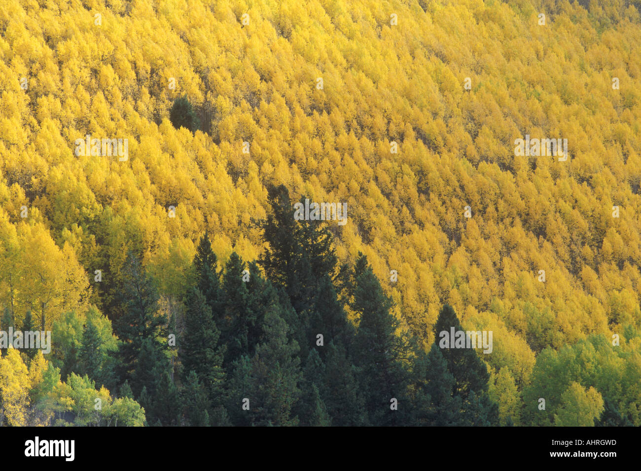 Yellow aspen trees hi-res stock photography and images - Alamy