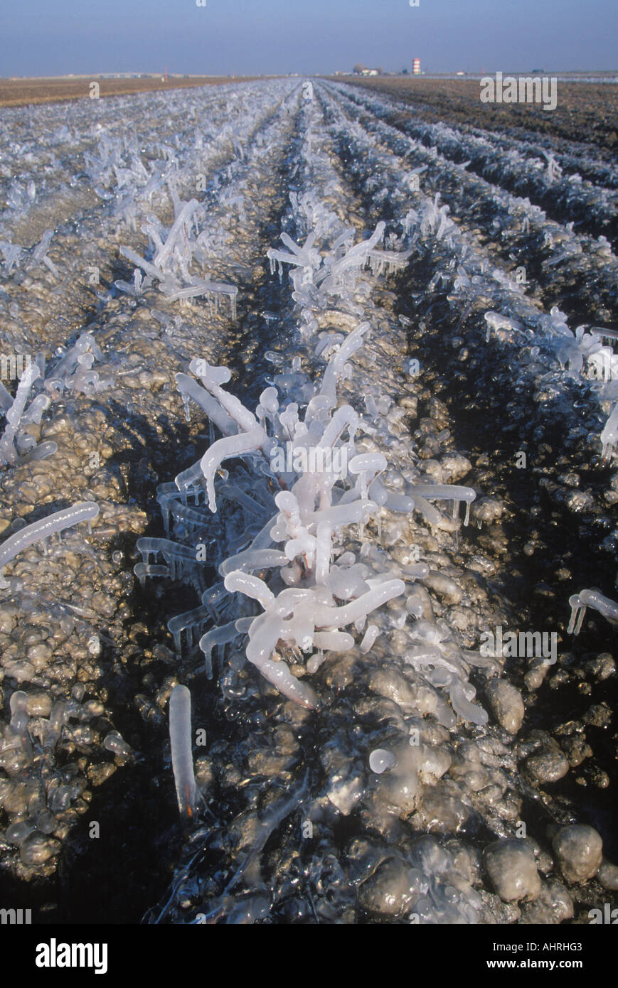 Icicles in a Field Cuyama California Stock Photo