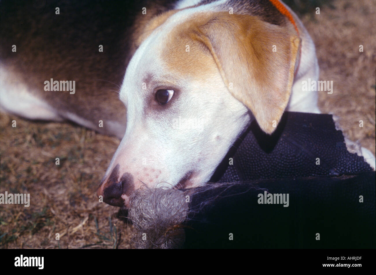 6 month old best sale beagle