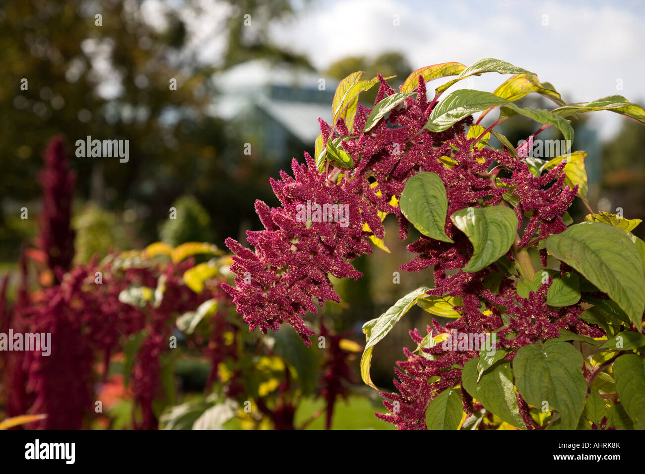Commonly known as the Prince of Wales feather or Prince's feather Stock ...