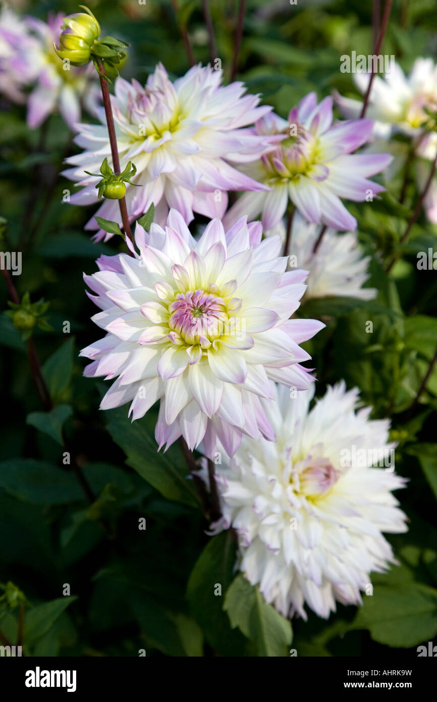 Dahlia 'Crazy Love' Stock Photo