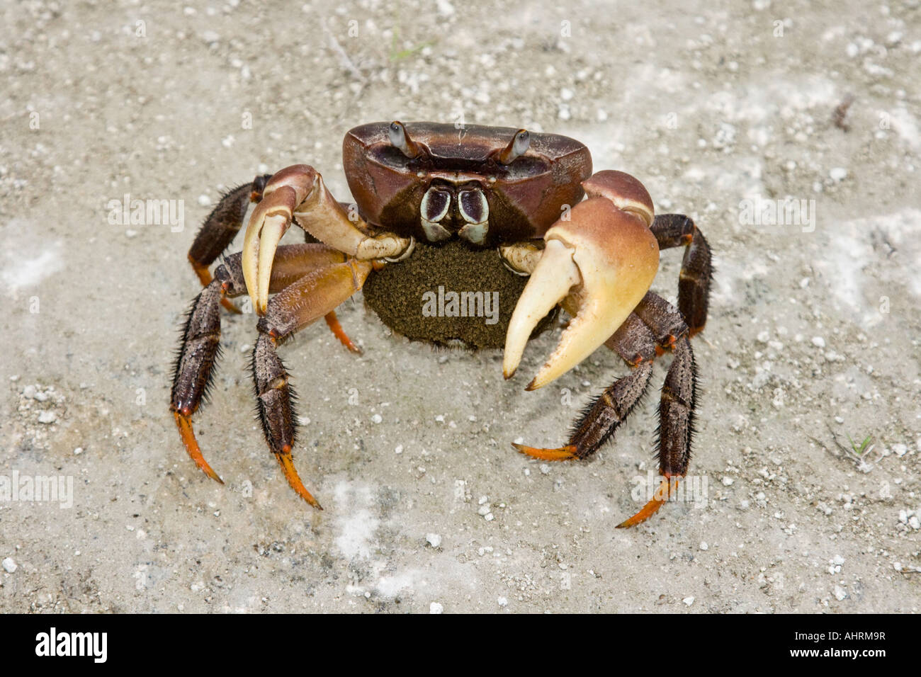 Crab on WWII Runway Live Crabs are found everywhere in Peleliu Republic of Palau Stock Photo