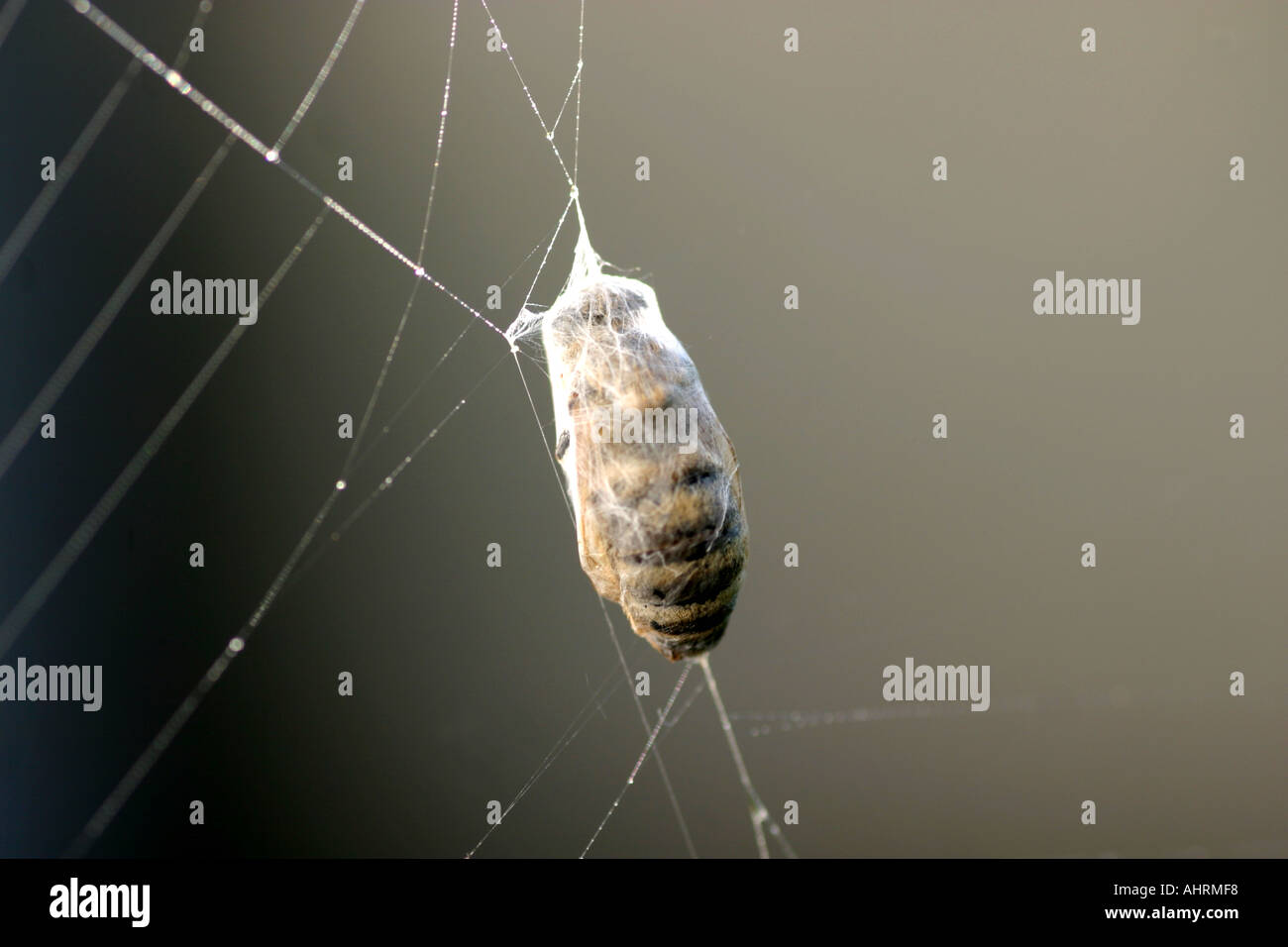 bee wrapped up in a spider web Stock Photo Alamy