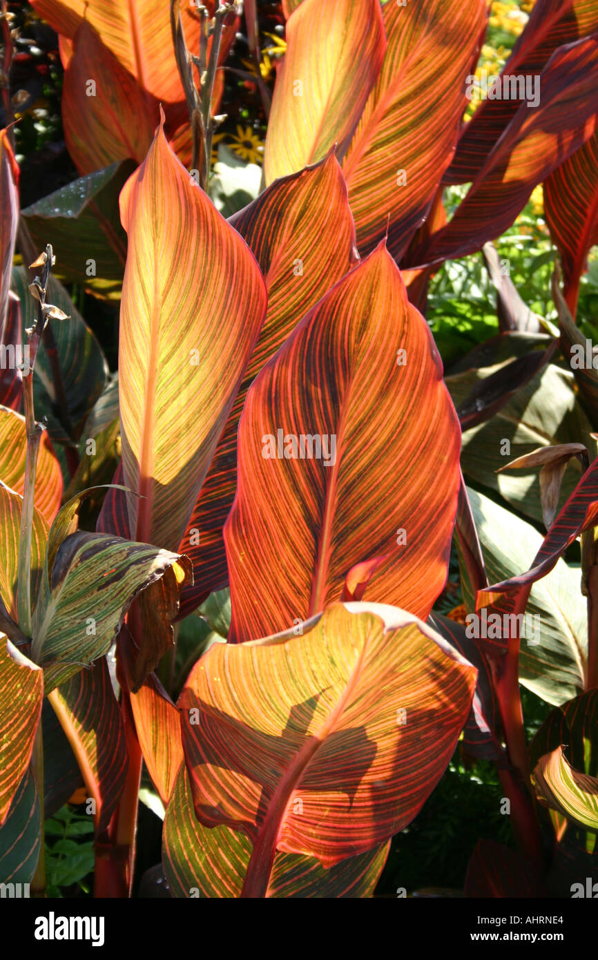 Orange red canna lily hires stock photography and images Alamy