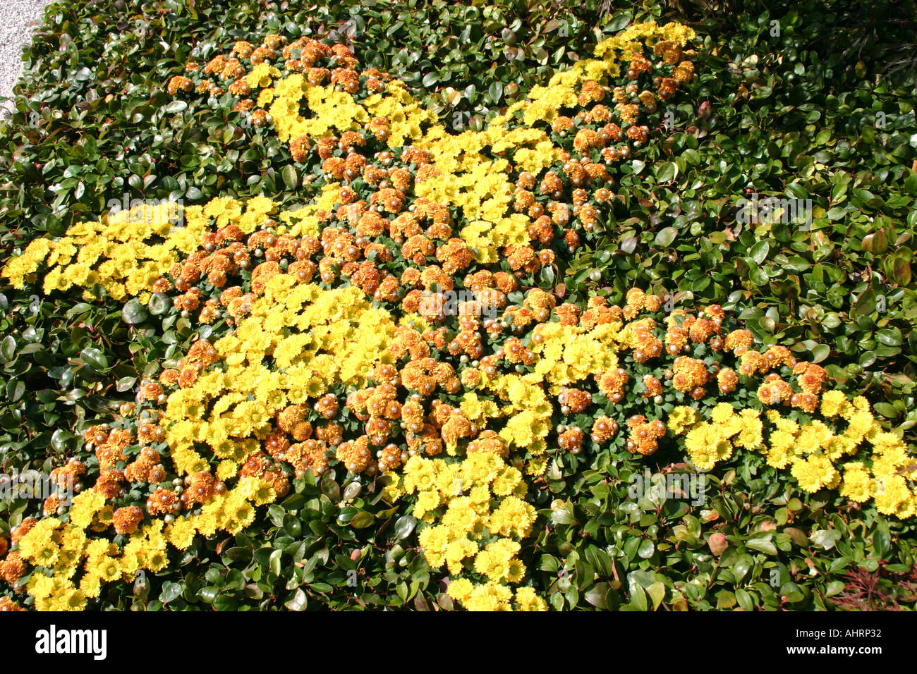 Yellow and orange star like flower formation at Muenchen Federal Garden Exhibition Show 2005  Munich Bavaria Germany Stock Photo