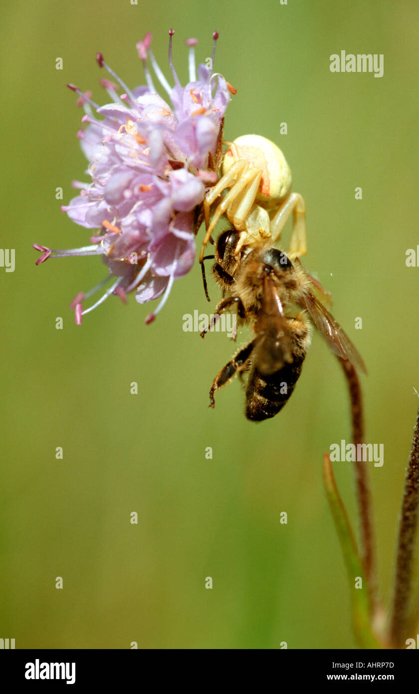 Crab Spider sitting on a flower holding a bee as prey Bavaria Germany Stock Photo