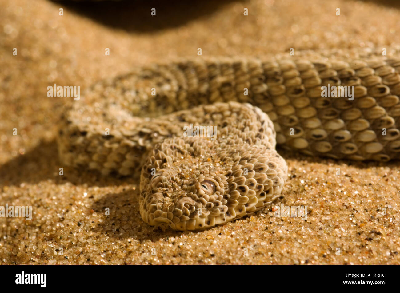 Peringueys adder bitis peringueyi hi-res stock photography and images ...