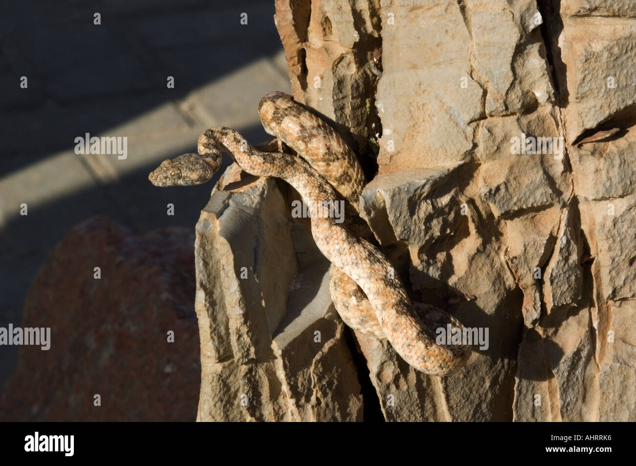 Western keeled snake, Pythonodipsas carinata, rare nocturnal snake ...