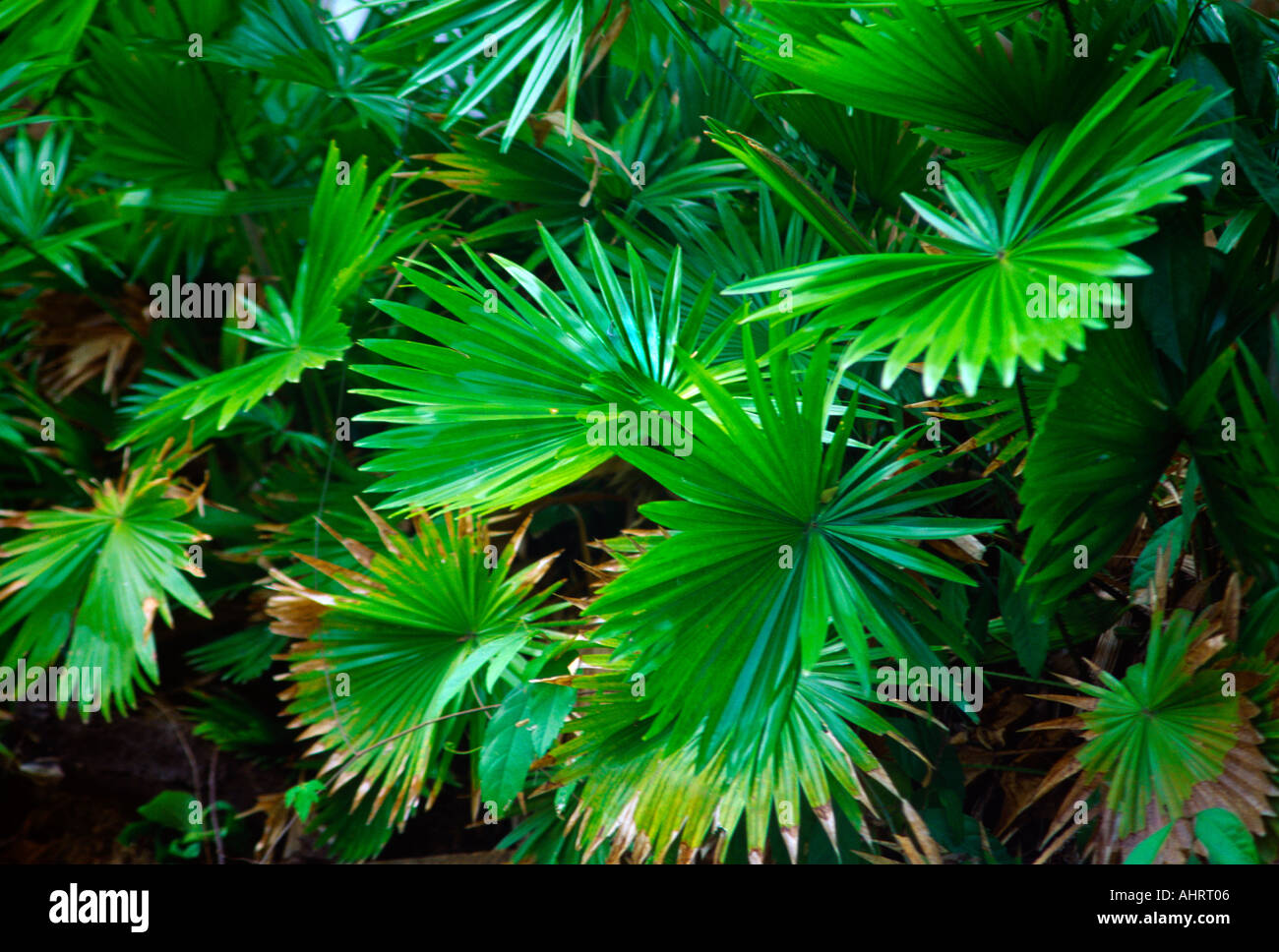 Palm Leaves at Botanical Gardens in Tobago Trinidad Stock Photo