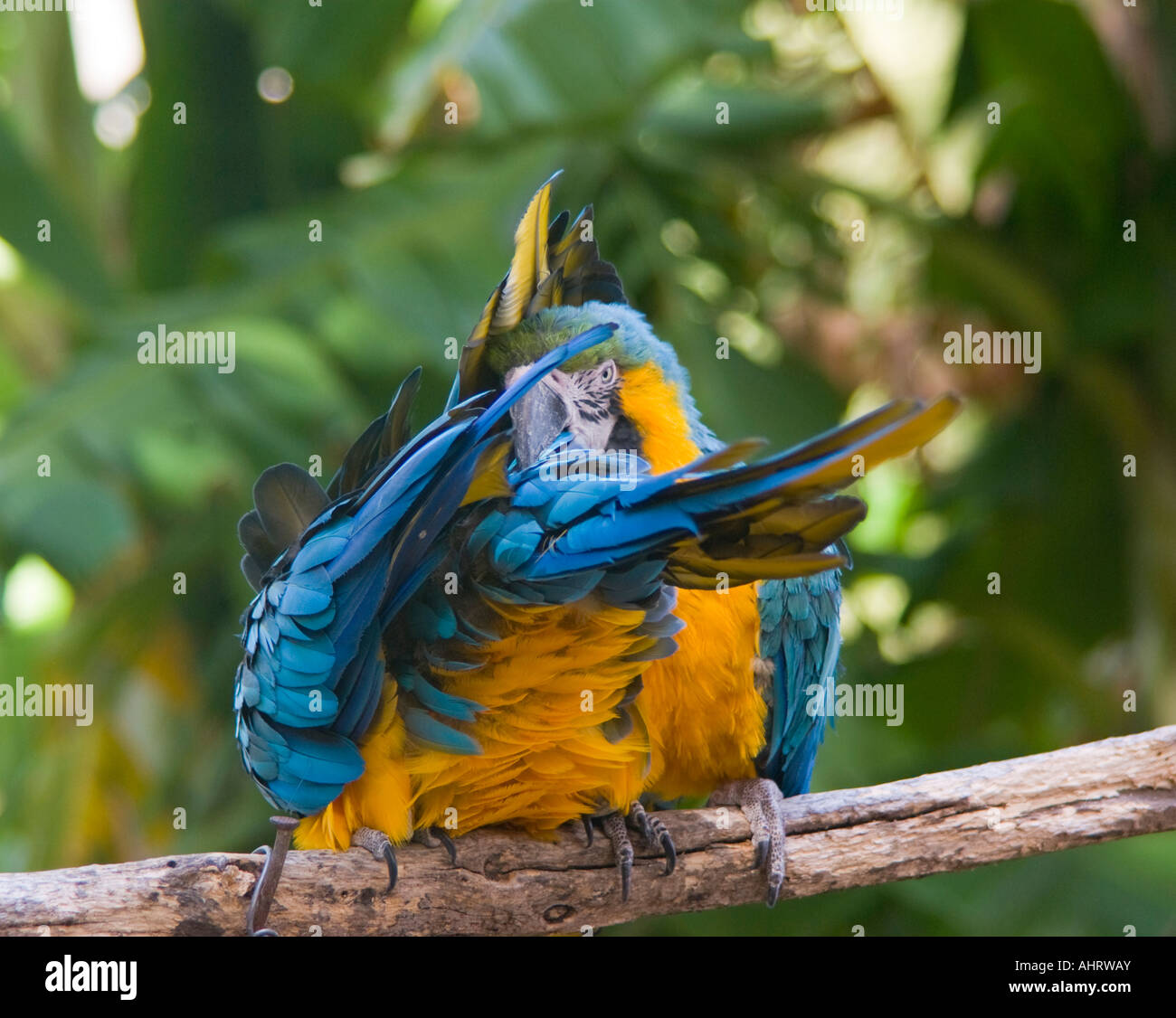 Photo inspiration: Visual Reference: Two Blue And Yellow Macaws Ara Ararauna Biting Each Other