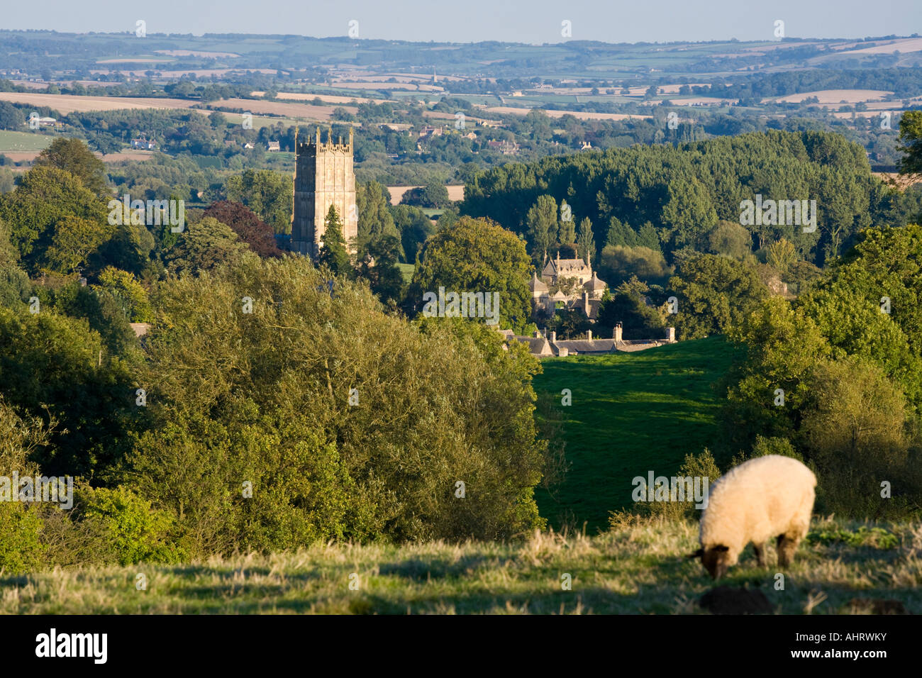 A sheep grazing the hills above the wool church of St James in the Cotswold town of Chipping Campden. Gloucestershire Stock Photo