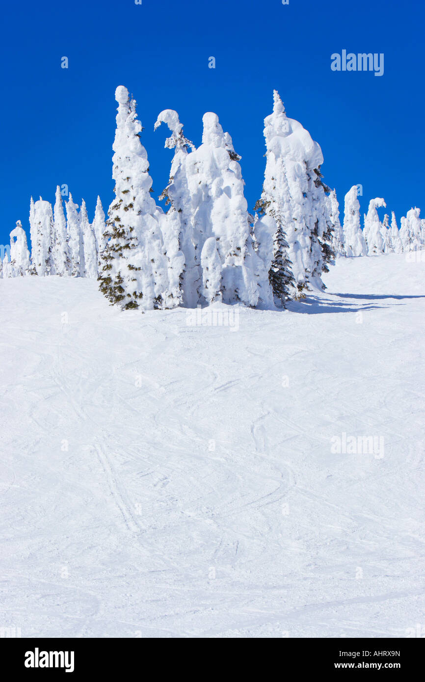 Small grouping of evergreen trees completely covered in snow Stock