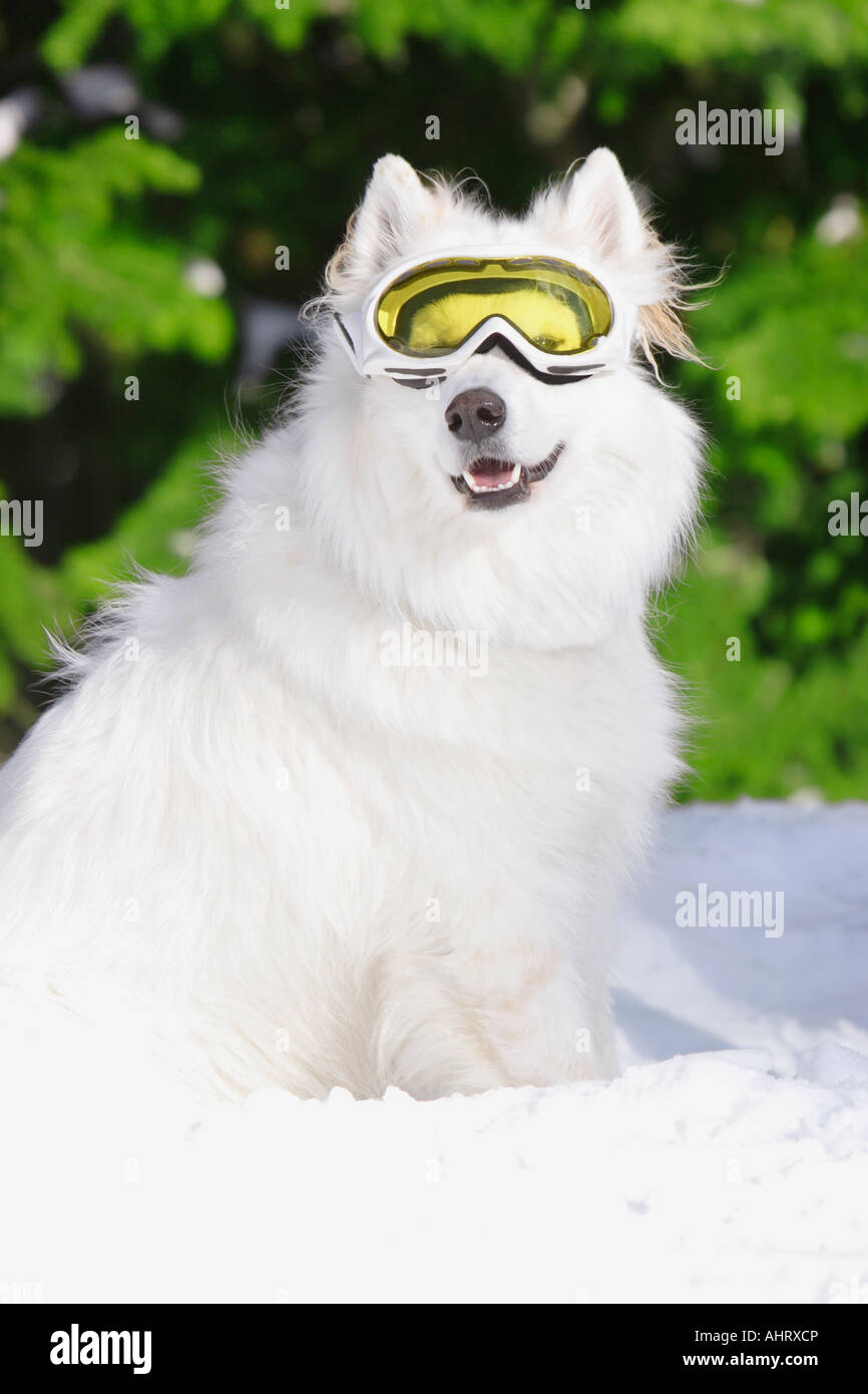 White dog in the snow wearing ski goggles Stock Photo