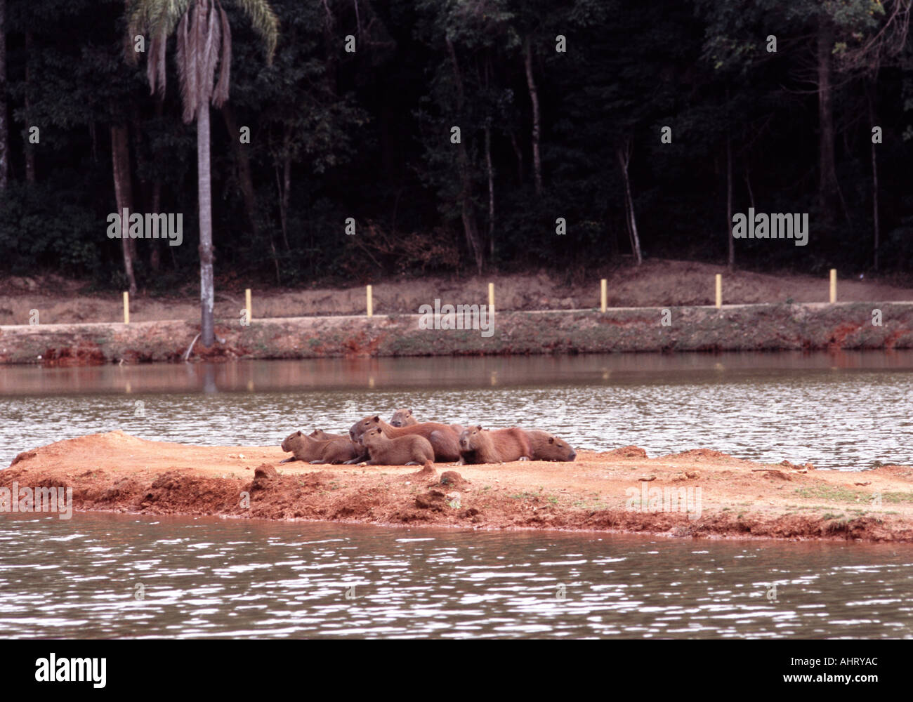 herd of Capivara or Capybara worlds largest rodent rest on land in the centre of a small lake Stock Photo