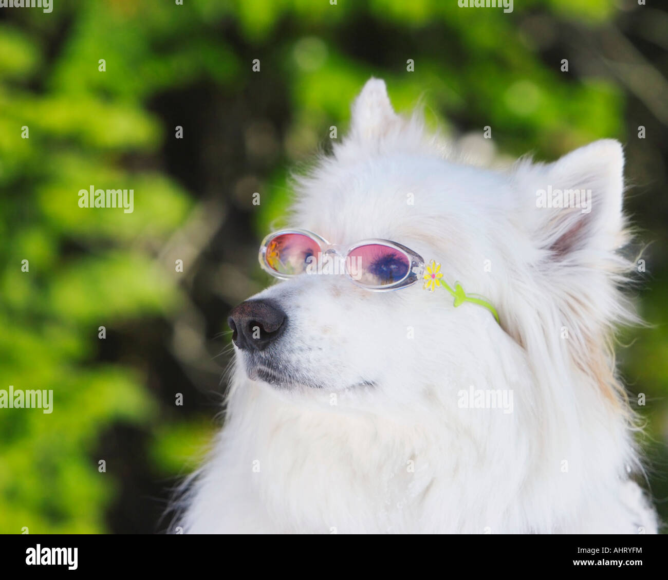 White dog wearing goggles Stock Photo