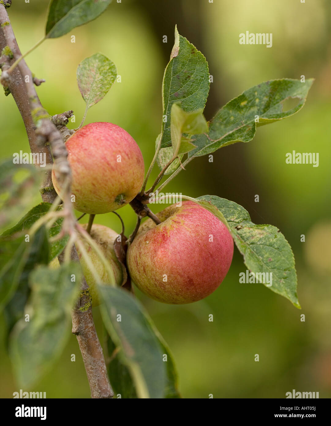 Apple orchard in summer hi-res stock photography and images - Alamy