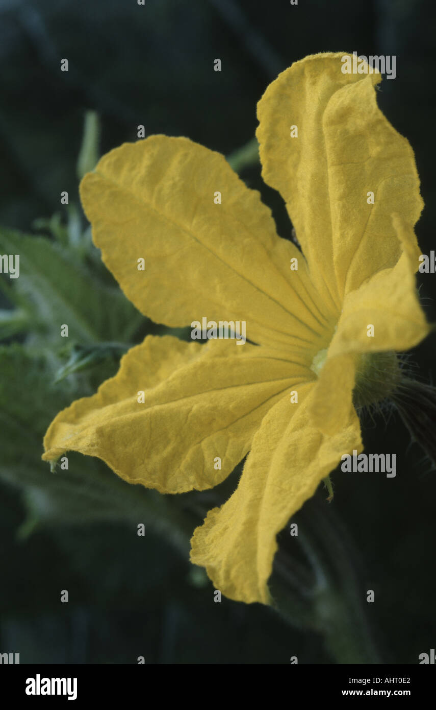 Cucumis sativus flower cucumber hi-res stock photography and images - Alamy