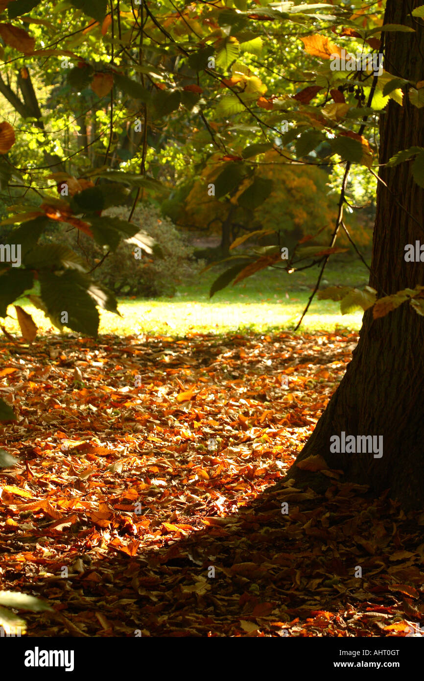 Trunk leaves autumn westonbirt hi-res stock photography and images - Alamy