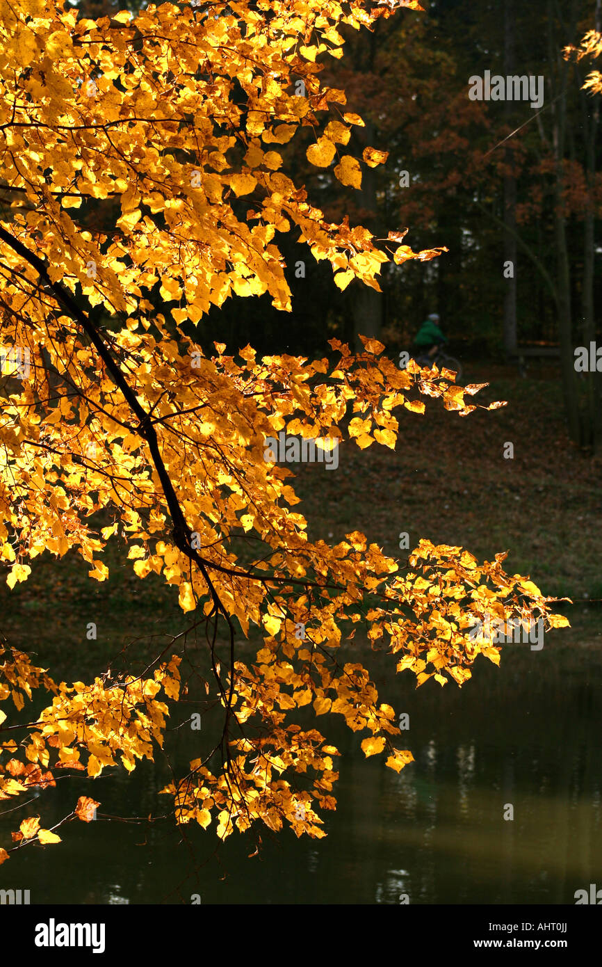 Golden autumn leaves on tree hi-res stock photography and images - Alamy
