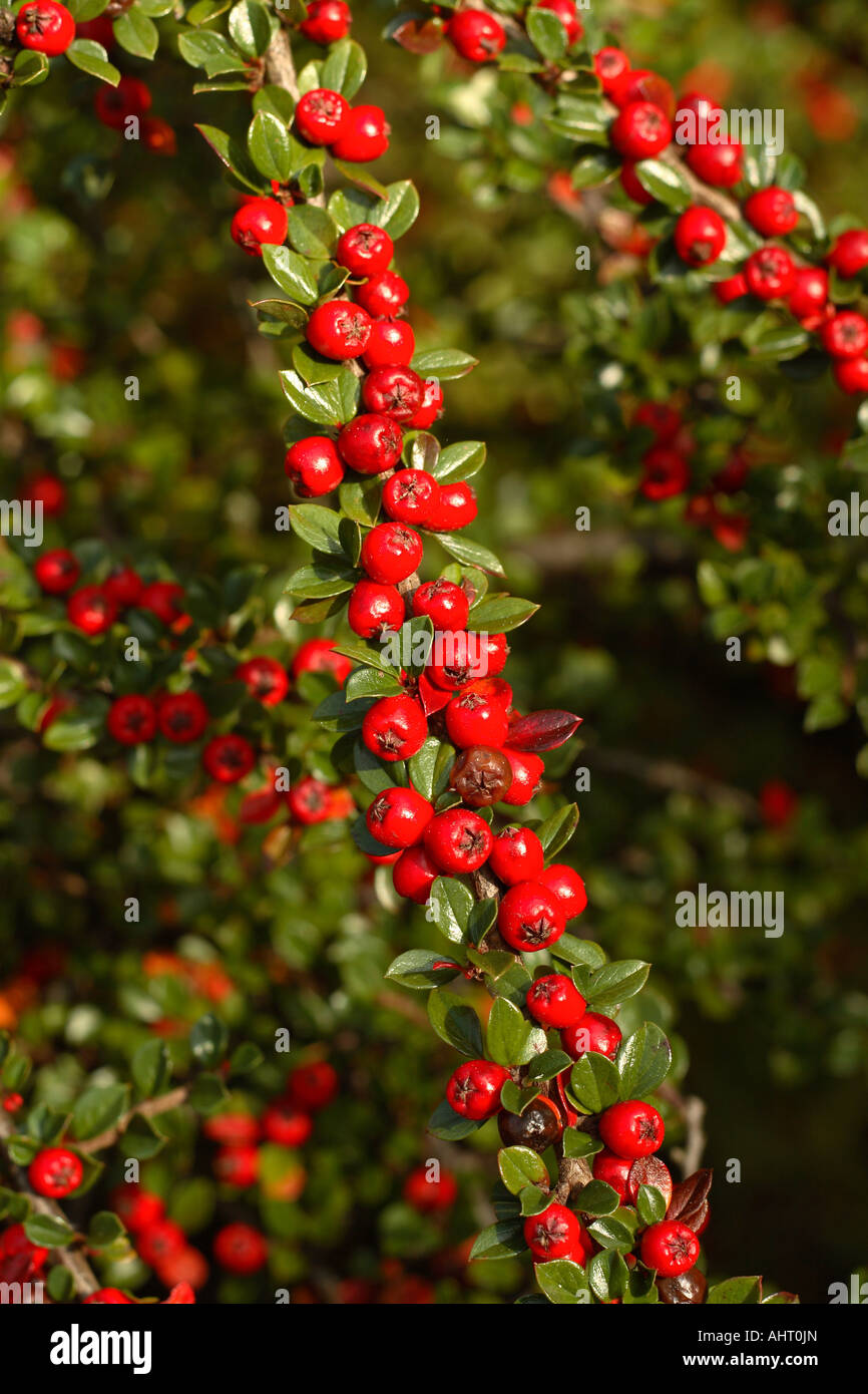 Cotoneaster horizontalis autumn red berry Stock Photo