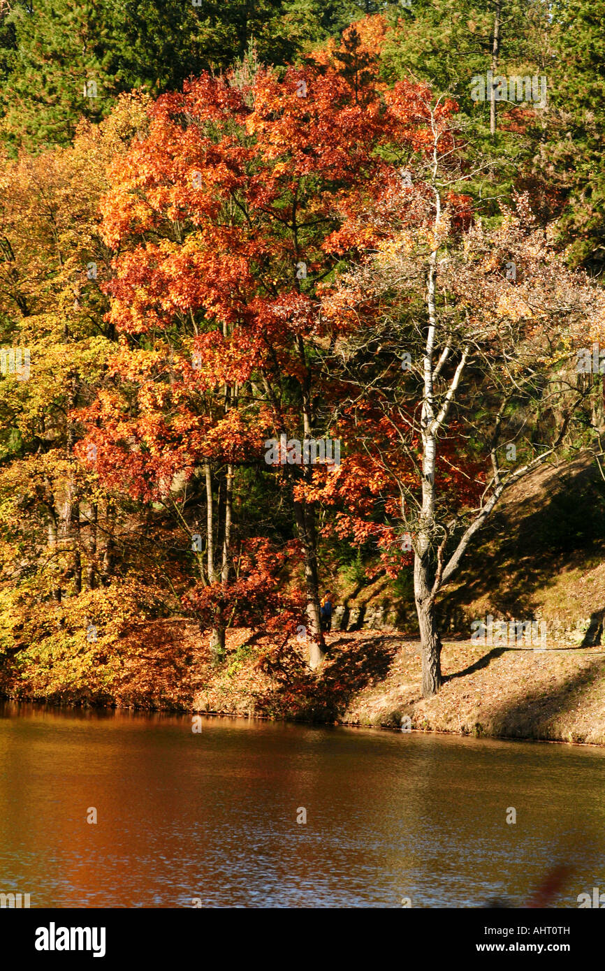 Autumn trees with vibrant red and orange leaves reflecting sunlight ...